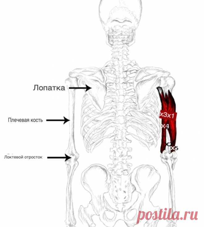 Трицепс — Трехглавая мышца плеча. Самомассаж