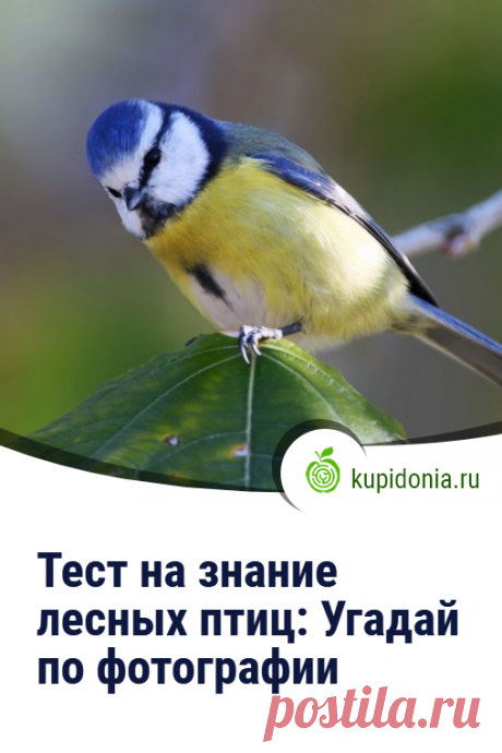 Тест на знание лесных птиц: Угадай по фотографии. Интересный тест на знание лесных птиц. Сможете ли вы узнать каждую из них по фотографии и небольшой подсказке? Проверьте свои знания!