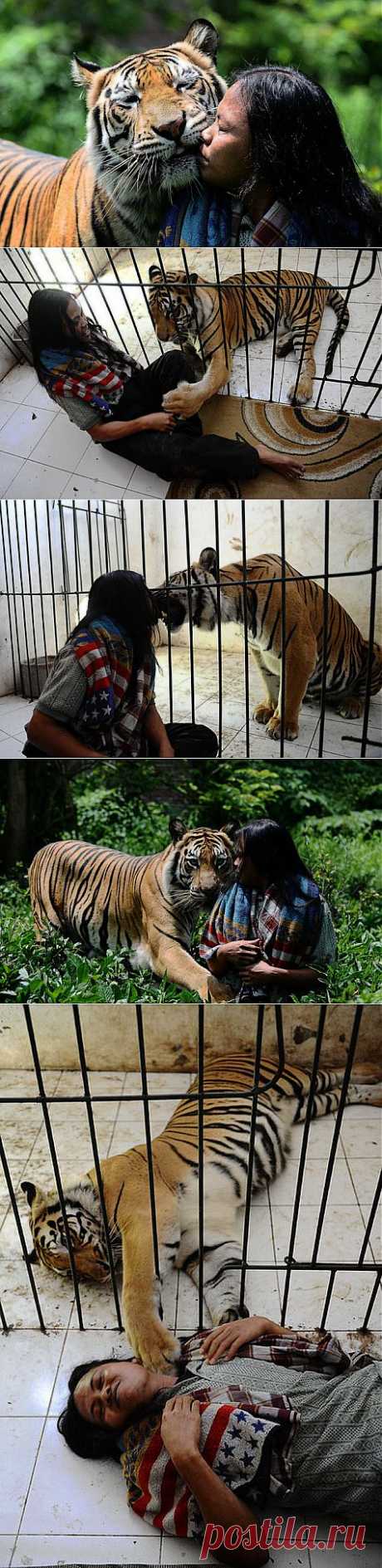 Дружба индонезийского юноши с бенгальским тигром | Фотография | Фотография