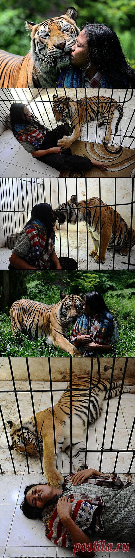 Дружба индонезийского юноши с бенгальским тигром | Фотография | Фотография