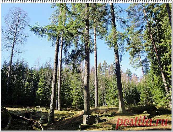 прогулки в лесу