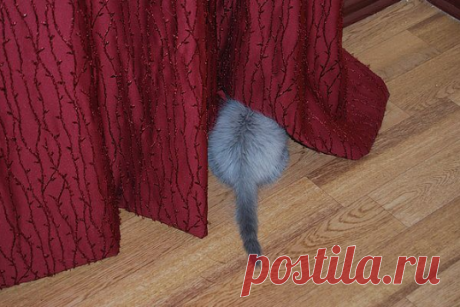 Кто тут? Муха ищет маму