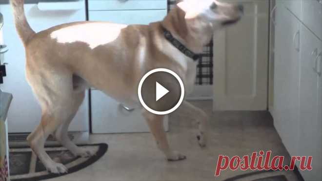 Dog Learns To Fetch PB Snack Ingredients