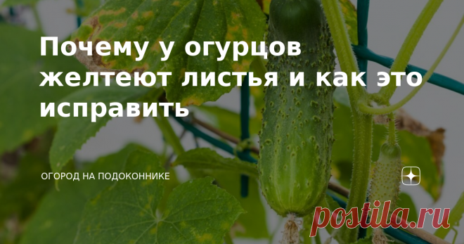 Почему у огурцов желтеют листья и как это исправить Пожелтение листьев у огурцов — один из главных признаков того, что что-то идет не так. Именно листья первыми сигнализируют о существующих проблемах и помогают определить, что именно мешает огурчикам нормально развиваться. Очень важно не игнорировать пожелтение листьев, а вовремя обратить на это внимание и выяснить причину, по которой огурцы себя так ведут. Часто это может говорить о серьезных проблемах в развитии, которые...