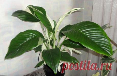 Чем подкормить спатифиллум в домашних условиях, чтобы цвел