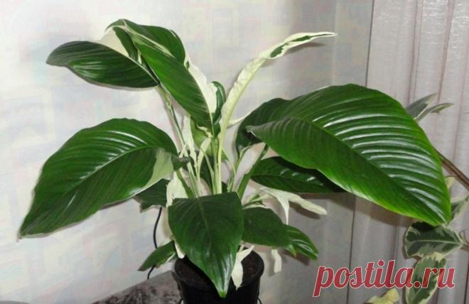 Чем подкормить спатифиллум в домашних условиях, чтобы цвел