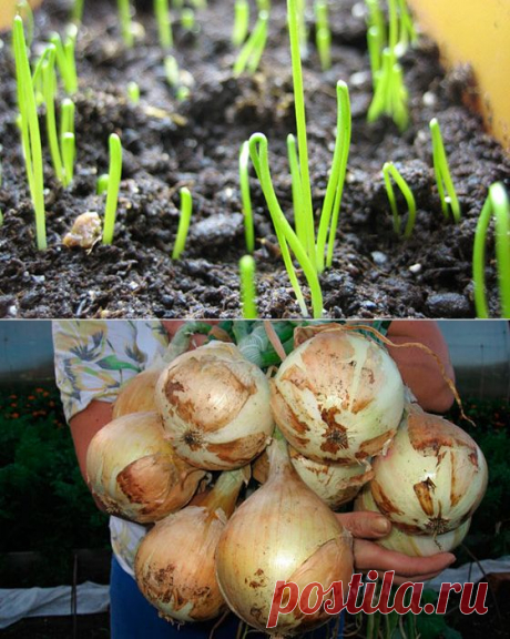 Опыт выращивания лука эксибишн на дачном участке — 6 соток