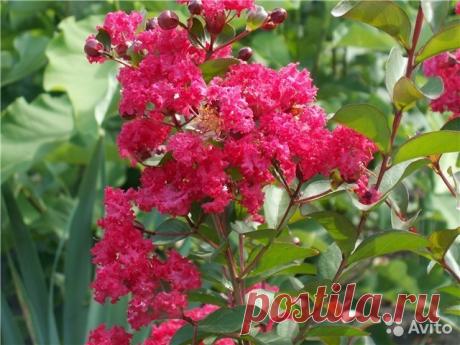 Лагерстремия или Индийская сирень шикарная на фото купить в Москве на Avito — Объявления на сайте Авито