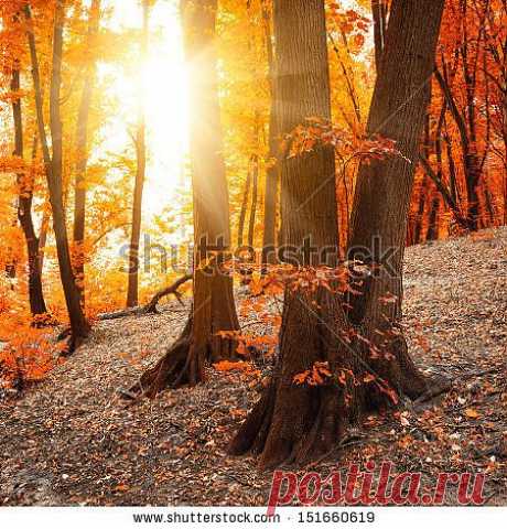 Парки/Природа Сток-фотографии : Shutterstock Сток-фотография