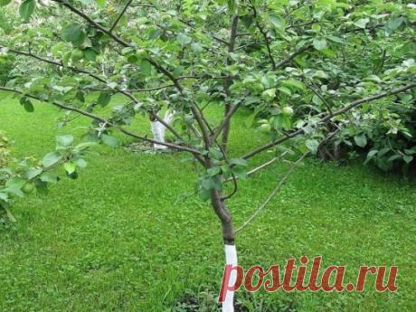 КАК УСКОРИТЬ ПЛОДОНОШЕНИЕ МОЛОДЫХ ДЕРЕВЬЕВ
1. Покупайте однолетние саженцы
Самым большим спросом у дачников пользуются двухлетки: они мощные, высокие, и кажется, что урожай дадут буквально через год-другой. И это главная ошибка.
На самом деле, как показывает практика, самый лучший вариант — однолетки. Да, они меньше размером, иногда выглядят неприглядно, но зато корни у таких деревьев меньше страдают от пересадки. И, как следствие, раньше вступают в плодоношение.
А вот трехлетки и вовсе нужн