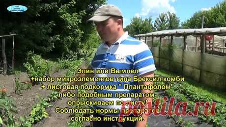 СЛАДКИЙ ПЕРЕЦ ПОЖЕЛТЕЛ И НЕ РАСТЁТ? ЧТО НУЖНО СДЕЛАТЬ
