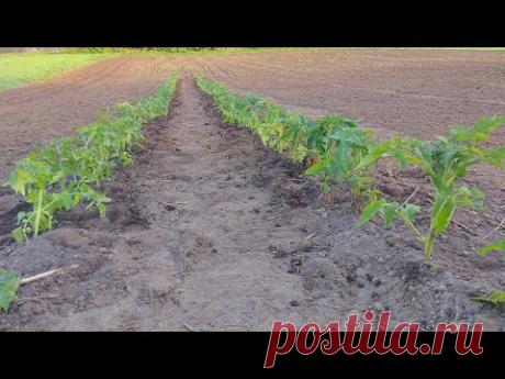 посадка помидор без заморочек! урожай отличный!!