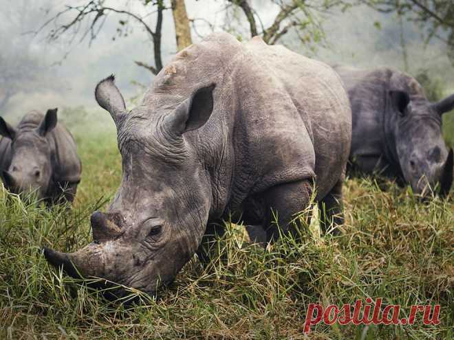 White Rhinos Image, Uganda -- National Geographic Photo of the Day. Фото белых носорогов, Уганда,  National Geographic - фото дня.