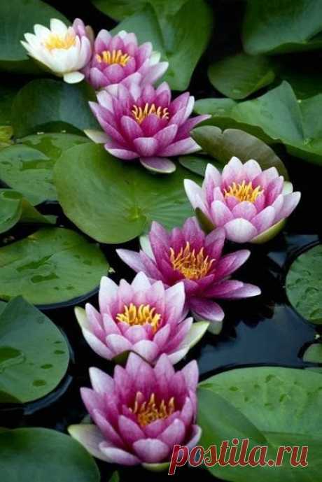 Water lillies | FLOWERS