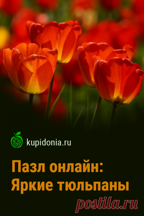 Пазл онлайн: Яркие тюльпаны. Пазл онлайн с красивыми красными тюльпанами из серии «Цветы». Собирай пазлы на сайте!