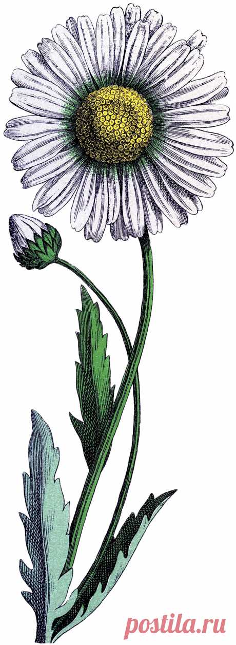 Vintage-Daisy-Download-GraphicsFairy.jpg (659×1800)