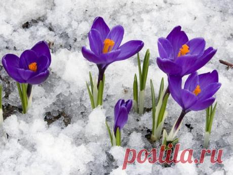 31 марта — Кирилл - Дери полоз | Астрору