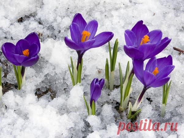 31 марта — Кирилл - Дери полоз | Астрору