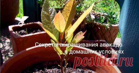 На первый взгляд может показаться, что вырастить дерево авокадо из косточки в домашних условиях сложно, а то и вовсе невозможно. Но это не так. Каждый может позволить себе без особых усилий вырастить это декоративное дерево. Как вырастить авокадо из косточки в домашних условиях, читайте в статье.