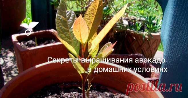 На первый взгляд может показаться, что вырастить дерево авокадо из косточки в домашних условиях сложно, а то и вовсе невозможно. Но это не так. Каждый может позволить себе без особых усилий вырастить это декоративное дерево. Как вырастить авокадо из косточки в домашних условиях, читайте в статье.