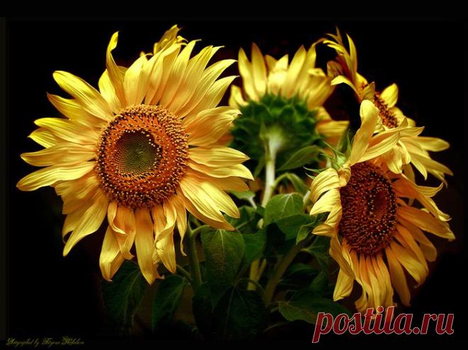 Урок масляной живописи. Подсолнухи мастихином | Изотика