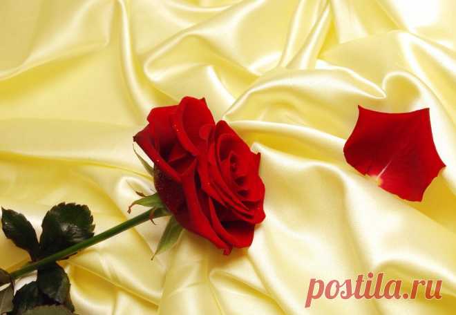 розы