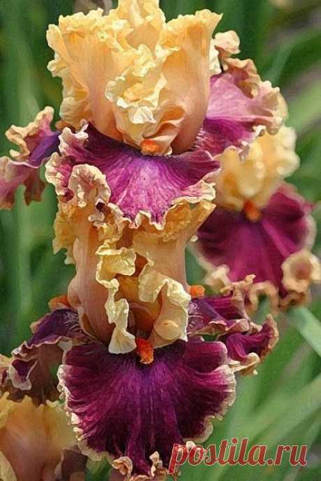 TB Iris 'Decadence' (Blyth, 2004)  |  Найдено на сайте beverleyshiller.tumblr.com.