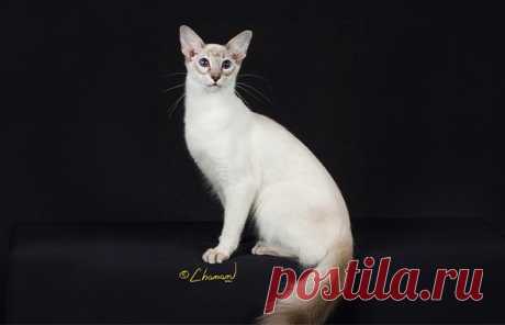 Balinese - The Cat Fanciers' Association
