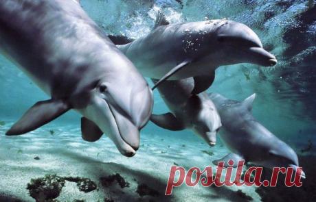 дельфины