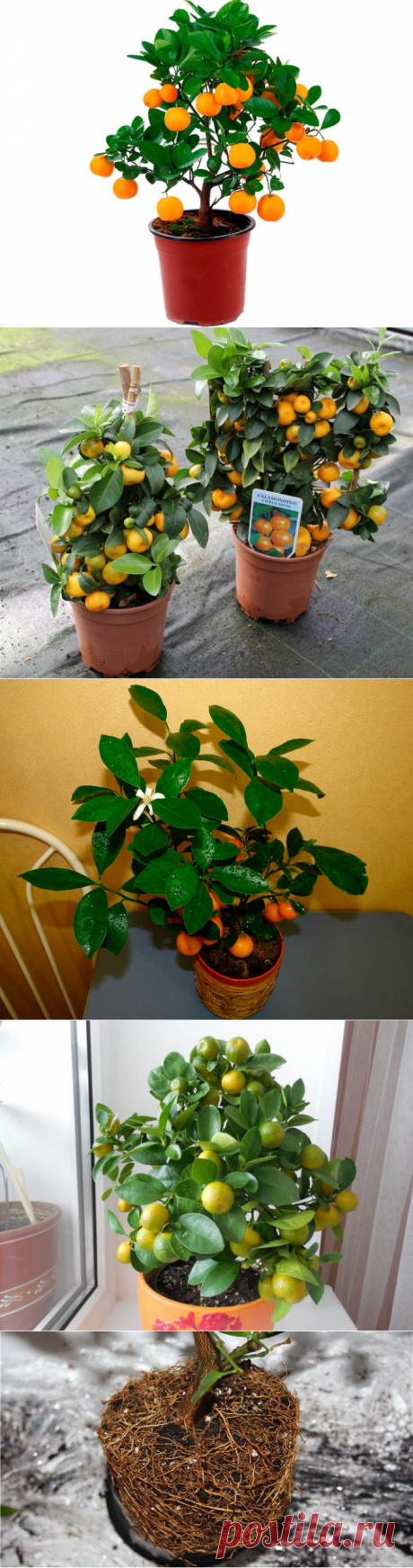 Каламондин (цитрофортунелла)