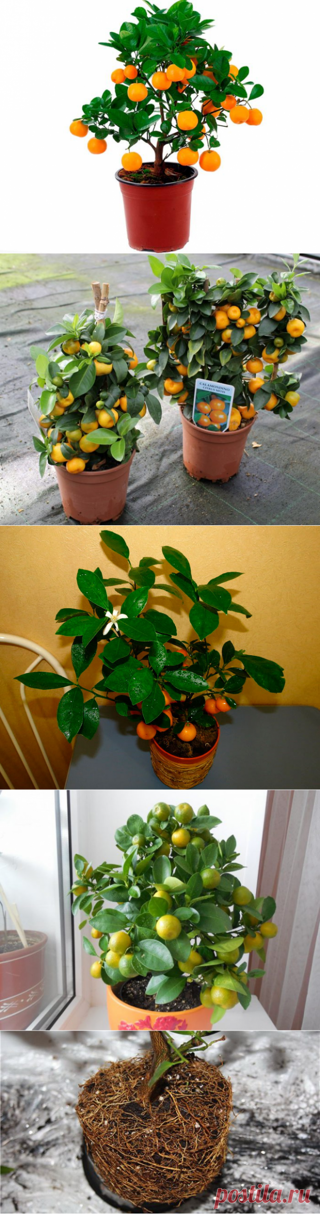 Каламондин (цитрофортунелла)