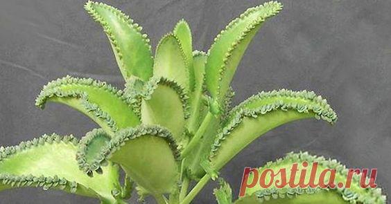 Это растение есть почти у всех дома, но мы даже и не догадываемся насколько оно мощное! Узнайте больше об этом растении! Оно является хорошим противовоспалительным и вяжущим средством, отлично подходит для лечения кожных заболеваний, травм, гангренозных ран и кровоизлияний. Его использование также эффективно при диарее,...