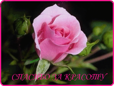 Яндекс.Картинки: поиск похожих изображений