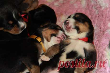 Available for sale GSMD Eberron L...... 4 females