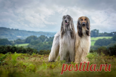 Конкурс собачьей фотографии Kennel Club Dog Photographer 2016 | ФОТО НОВОСТИ