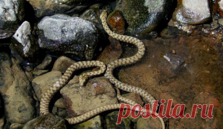 Шахматная змея: описание (6 фото) | Чёрт побери