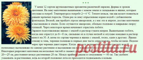 Цветы хризантема- выращивание