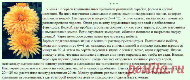 Цветы хризантема- выращивание