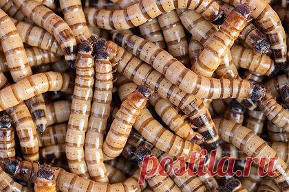 Женщина с выпирающей промежностью попалась на таможне Китая с червями в штанах