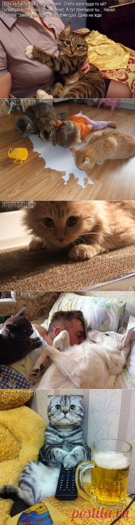 Чего не любят кошки.