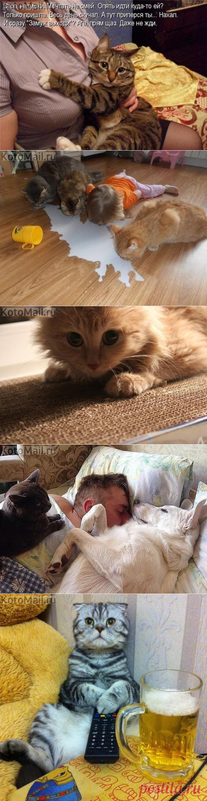 Чего не любят кошки.
