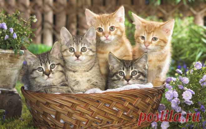 Коты.