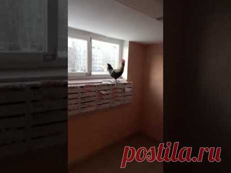 А у нас в подъезде.... петух! А у вас?