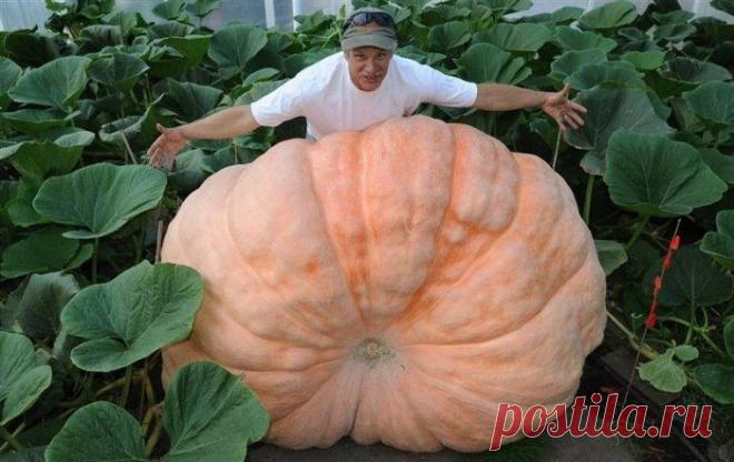 Удивительные овощи-рекордсмены: вилок капусты весом в 60 кг, тыква размером с карету и другие гиганты полей и огородов