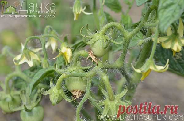 Подкормки и настои для овощных растений. Дачка на прокачку - как мы прокачиваем нашу дачу