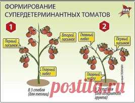 ПОМИДОРНАЯ НАУКА.