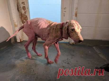 День возРождения в пустыне! Жизнь измученной собаки таяла по капле, как вдруг… она услышала звук мотора В мире хватает историй о людях, которые выбрались из пустыни, пребывая в полнейшем изнеможении. Очень много строк написано обо всех тех счастливчиках, которых не забрали пески…
Но что о животных? Что …