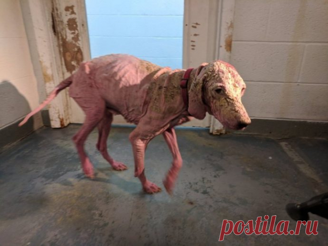 День возРождения в пустыне! Жизнь измученной собаки таяла по капле, как вдруг… она услышала звук мотора В мире хватает историй о людях, которые выбрались из пустыни, пребывая в полнейшем изнеможении. Очень много строк написано обо всех тех счастливчиках, которых не забрали пески…
Но что о животных? Что …