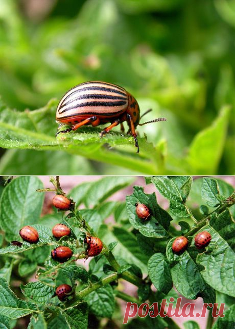 Колорадский жук-листоед » Сад для всей семьи - практическое садоводство