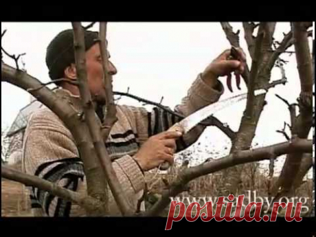 Правильная обрезка груши - YouTube